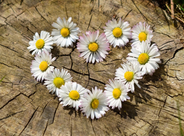 daisies-712892_960_720